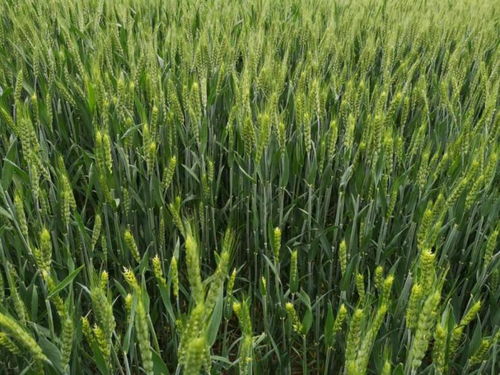 科技驅動農業耕作,植醫堂加強智慧農業基層落地