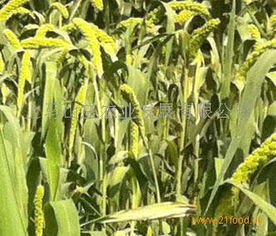 上馬山莊農業產品 上馬山莊農業產品圖片 上馬山莊農業怎么樣 最新上馬山莊農業產品展示 3158創業信息網