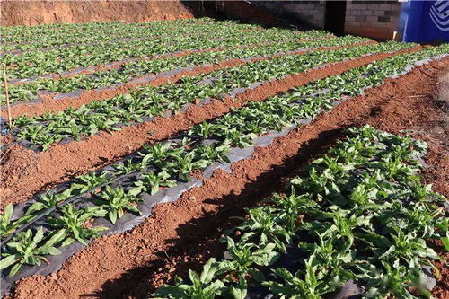 干企再話 致富經(jīng) ,產(chǎn)業(yè)興旺信心足 塔甸鎮(zhèn)召開產(chǎn)業(yè)發(fā)展及產(chǎn)業(yè)扶貧座談會