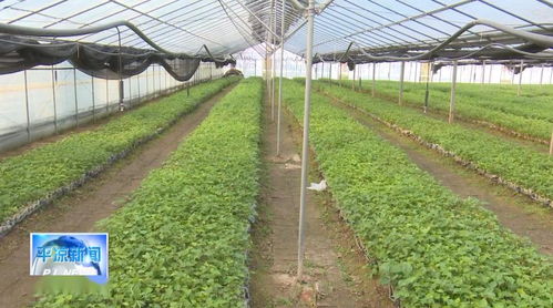 平涼 產業扶貧政策激發貧困群眾發展動力