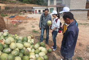 我校研究生社會(huì)服務(wù)團(tuán)赴南華縣開(kāi)展農(nóng)業(yè)科技服務(wù)活動(dòng)