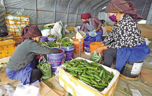 讓鄉(xiāng)村產(chǎn)業(yè)搭上電商快車(chē)