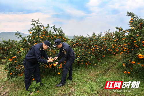 組圖丨長(zhǎng)沙海關(guān)優(yōu)服務(wù)助力特色農(nóng)產(chǎn)品柑橘出口