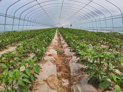 彭陽農業農村局和縣科協聯合開展農業科技志愿者科普宣傳活動