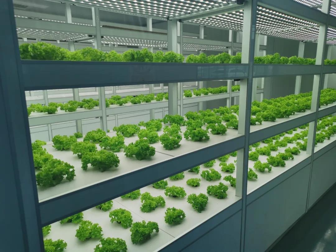 南通市首個全電智慧植物工廠滿滿科技范兒