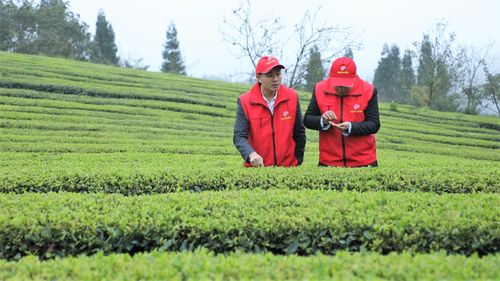 中國農(nóng)學(xué)會(huì)科技志愿服務(wù)修文野猴肴生態(tài)農(nóng)業(yè)科普興農(nóng)分隊(duì)活動(dòng)在修文縣舉行