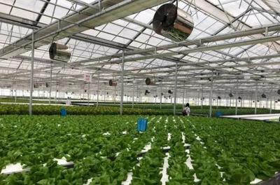 補(bǔ)貼上百萬(wàn)!數(shù)字農(nóng)業(yè)工廠:智能化、自動(dòng)化的農(nóng)業(yè)生產(chǎn)新模式