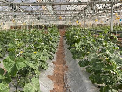 生態(tài)農(nóng)場(chǎng)-為農(nóng)業(yè)提質(zhì)增效插上綠色&ldquo;翅膀&rdquo;