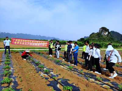 廣西薯類創(chuàng)新團(tuán)隊(duì)崇左綜合試驗(yàn)站開展&ldquo;春季農(nóng)業(yè)生產(chǎn)科技服務(wù)&rdquo;活動(dòng)