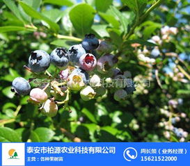 柏源農(nóng)業(yè)科技公司 專業(yè)組培藍(lán)莓苗與農(nóng)業(yè)科技服務(wù)