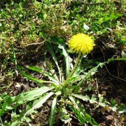 農娃子精品野菜系列 蒲公英的營養價值與高清美圖鑒賞