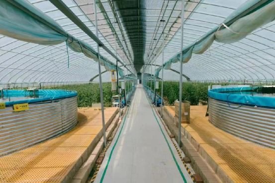 農(nóng)政齊民 以魚(yú)菜共生智慧工廠，書(shū)寫(xiě)城市菜籃子保供新篇章
